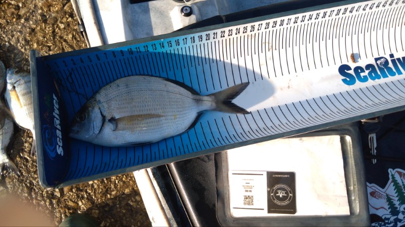 Fish Measure Picture