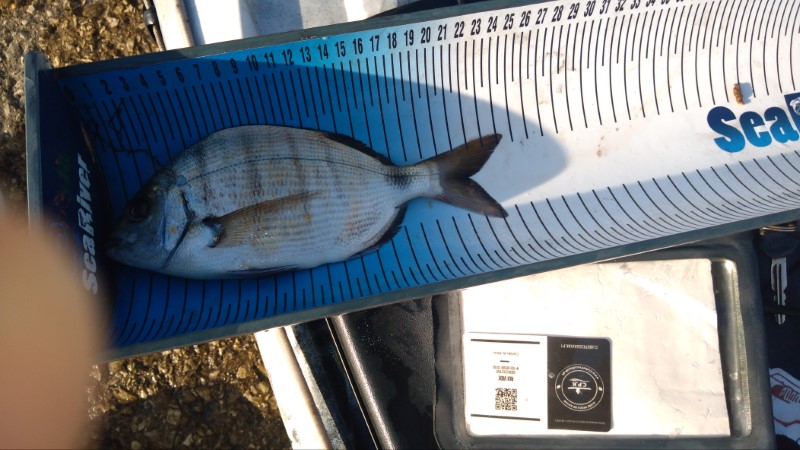 Fish Measure Picture