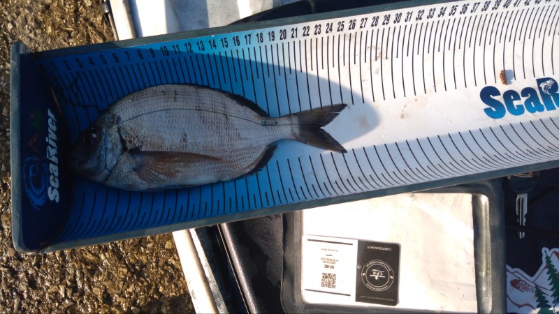 Fish Measure Picture
