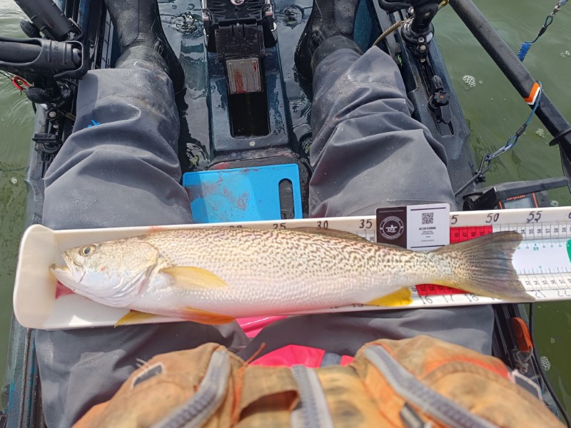 Fish Measure Picture