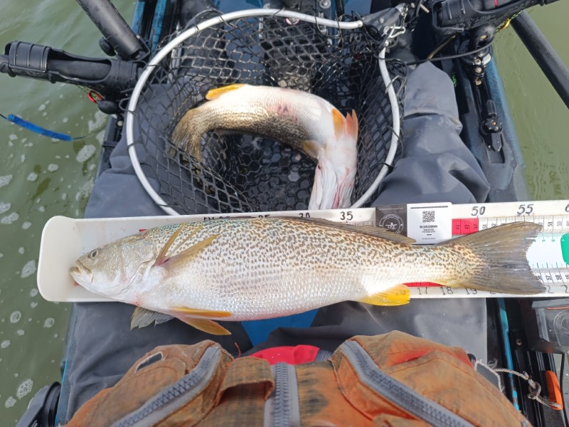 Fish Measure Picture