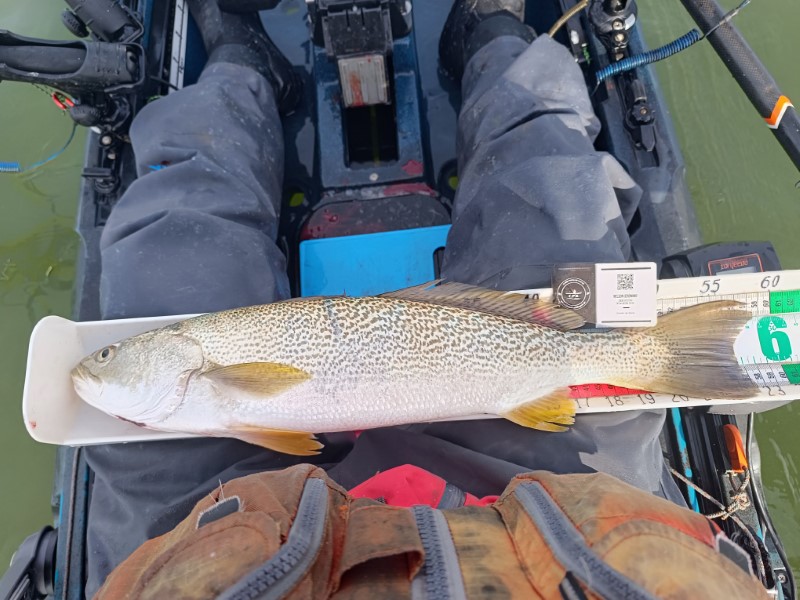 Fish Measure Picture