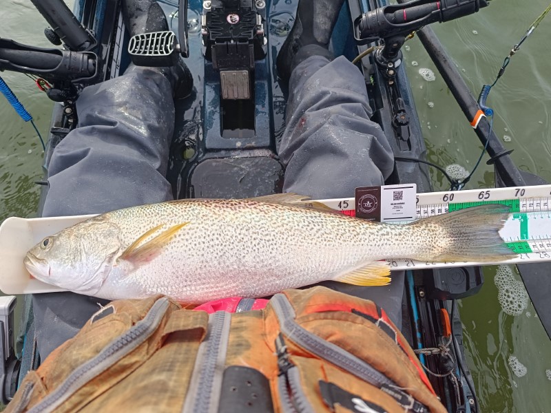 Fish Measure Picture