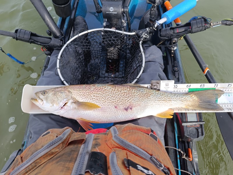 Fish Measure Picture