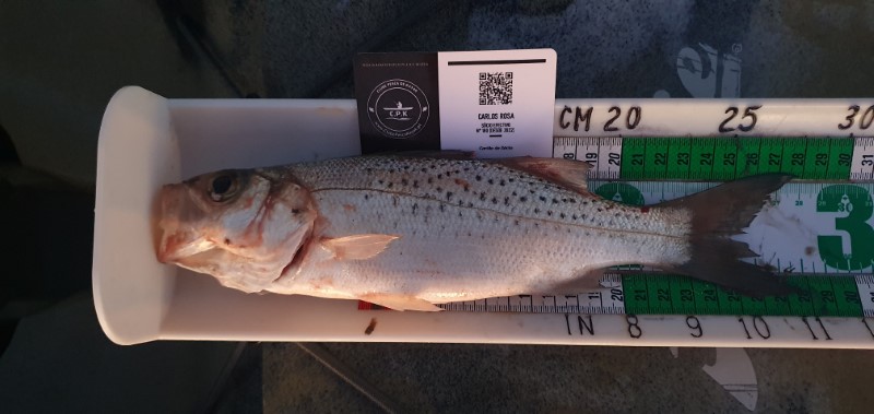 Fish Measure Picture