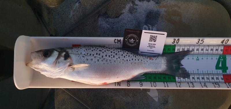 Fish Measure Picture