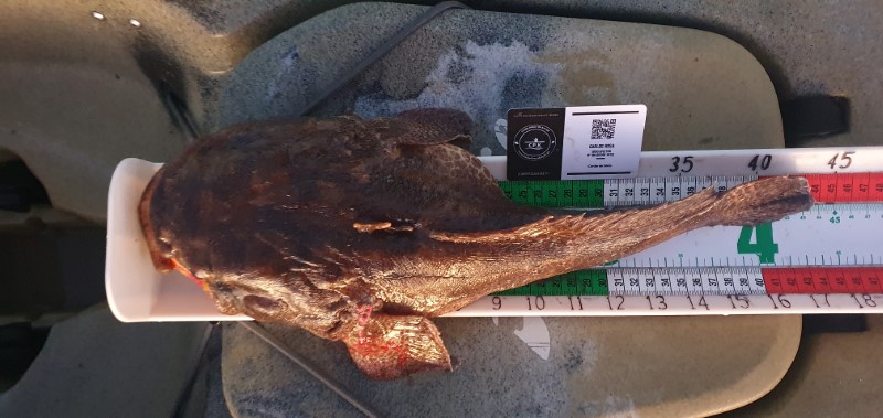 Fish Measure Picture