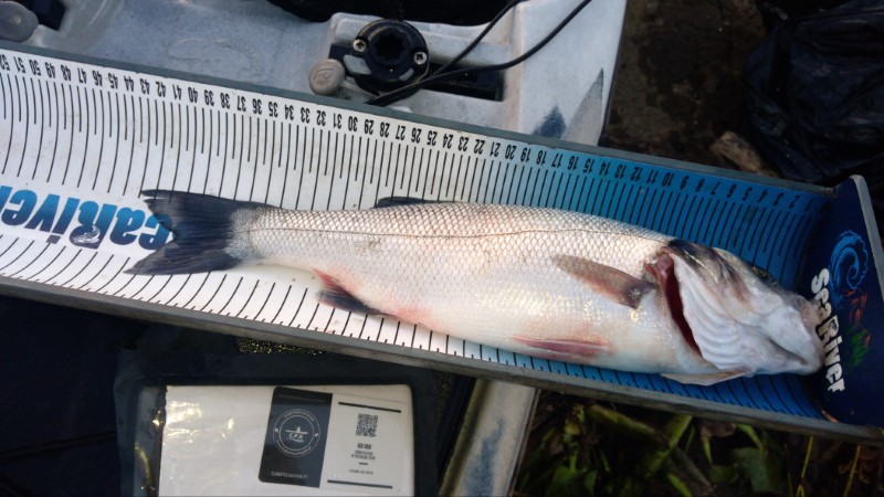 Fish Measure Picture