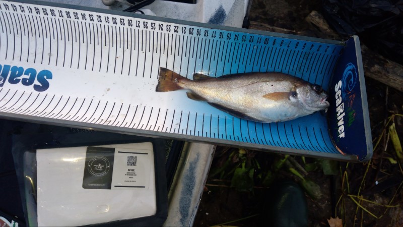 Fish Measure Picture