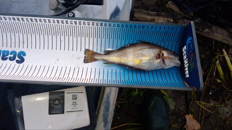 Fish Measure Picture