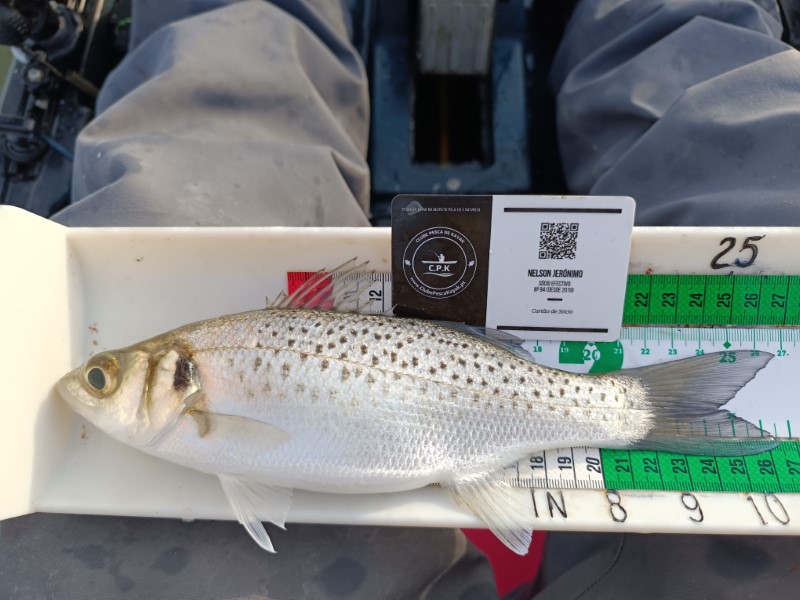 Fish Measure Picture