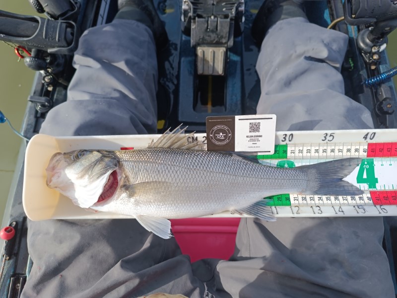 Fish Measure Picture