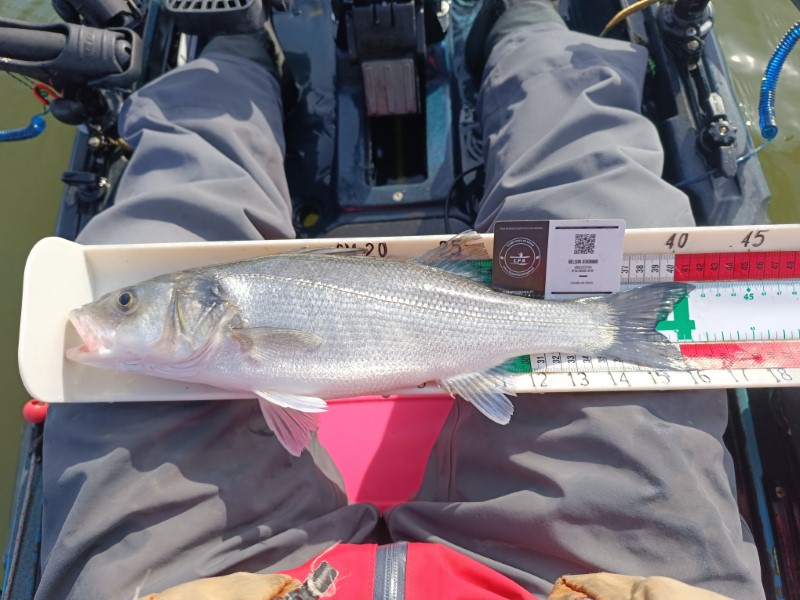 Fish Measure Picture