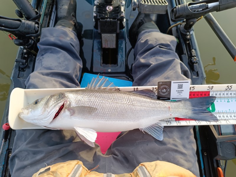 Fish Measure Picture