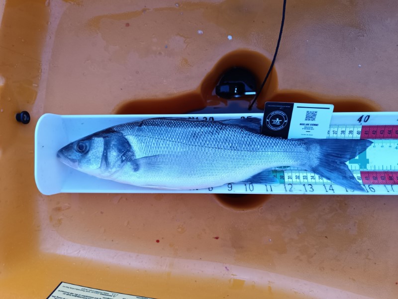 Fish Measure Picture