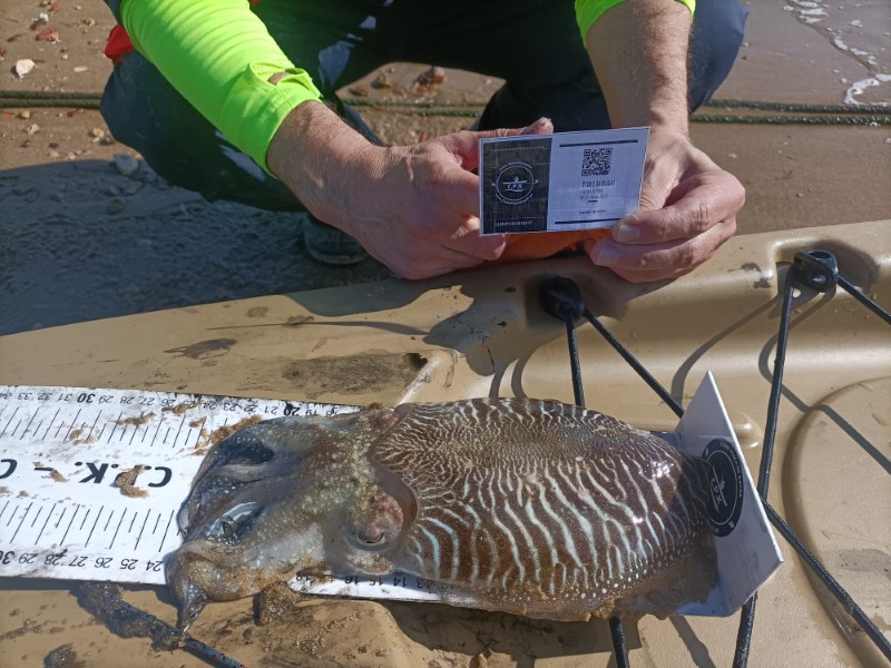Fish Measure Picture