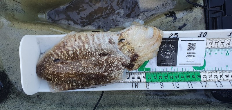 Fish Measure Picture