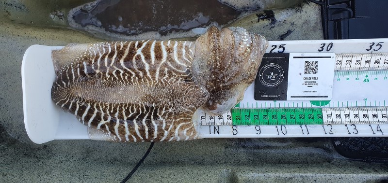 Fish Measure Picture