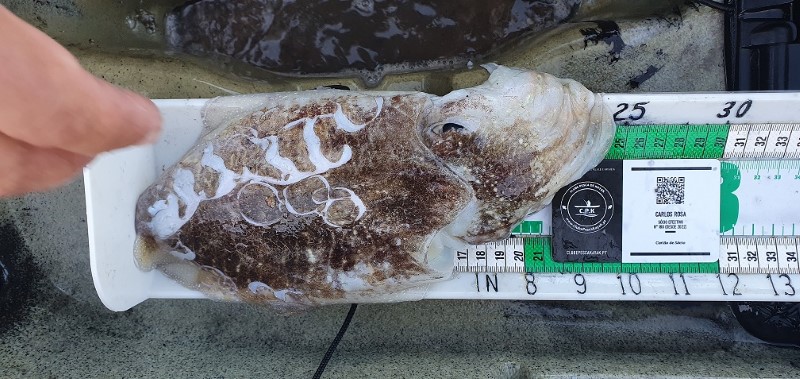 Fish Measure Picture