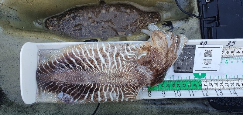 Fish Measure Picture