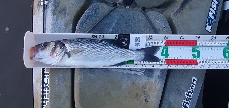 Fish Measure Picture
