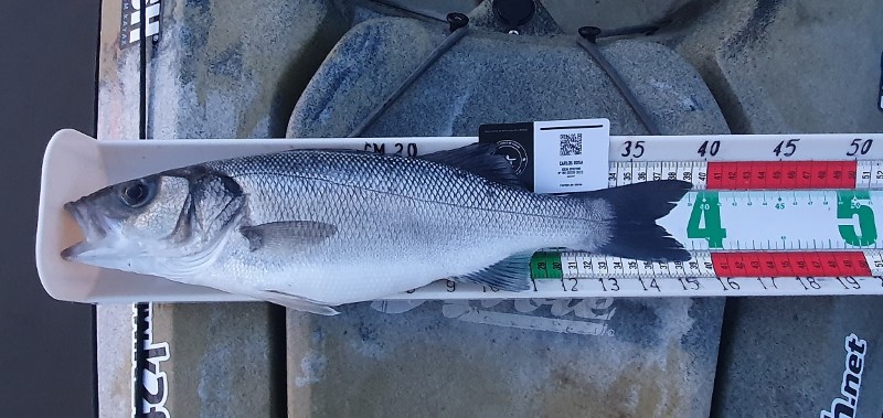 Fish Measure Picture