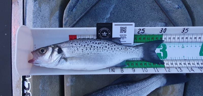 Fish Measure Picture