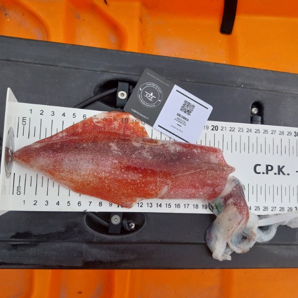 Fish Measure Picture