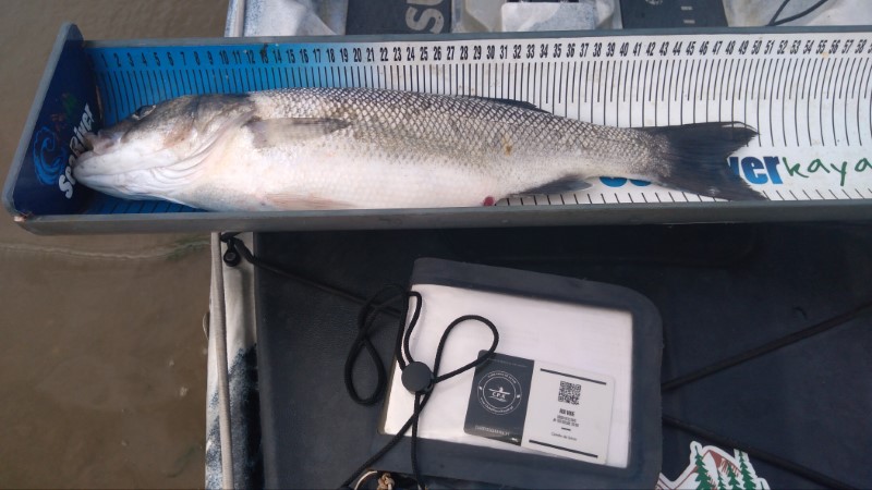 Fish Measure Picture