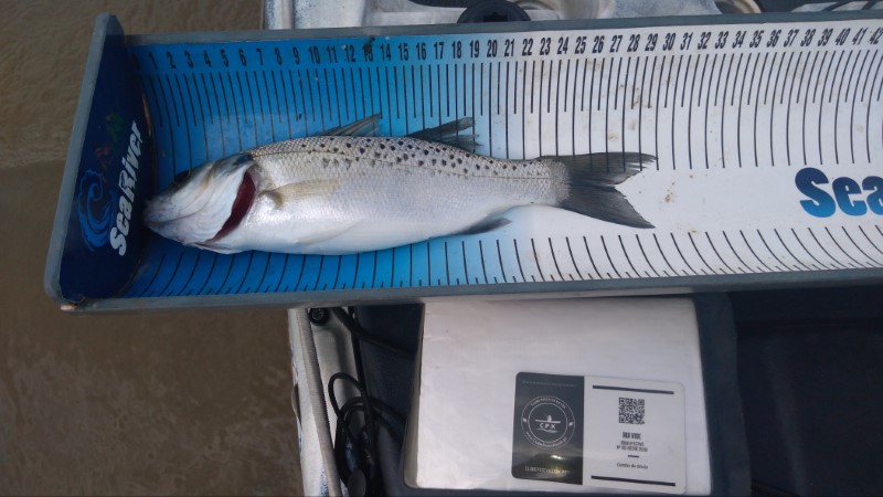 Fish Measure Picture