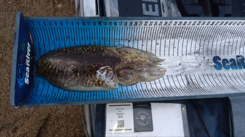 Fish Measure Picture