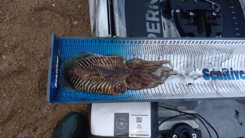 Fish Measure Picture