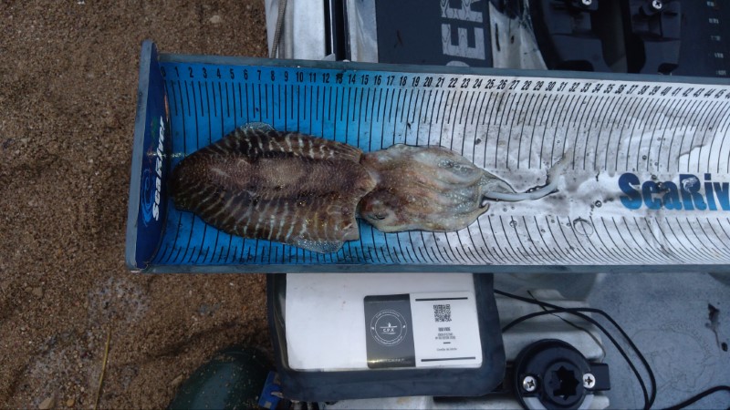 Fish Measure Picture