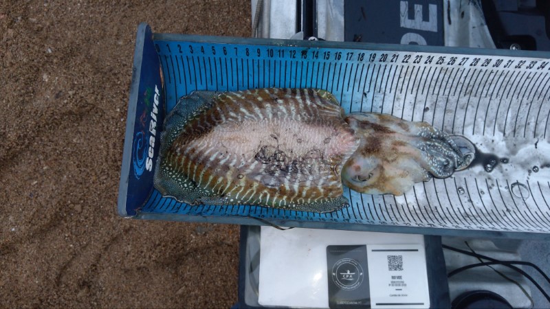 Fish Measure Picture
