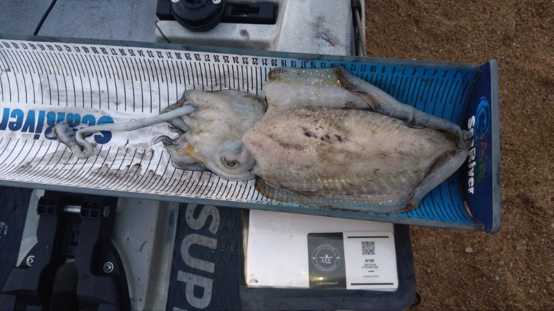 Fish Measure Picture