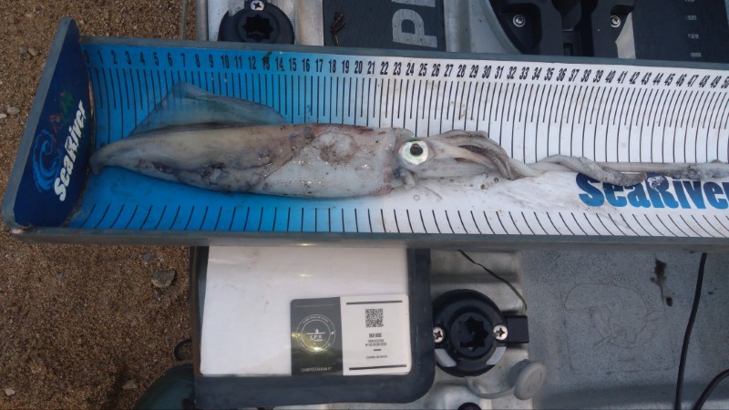 Fish Measure Picture