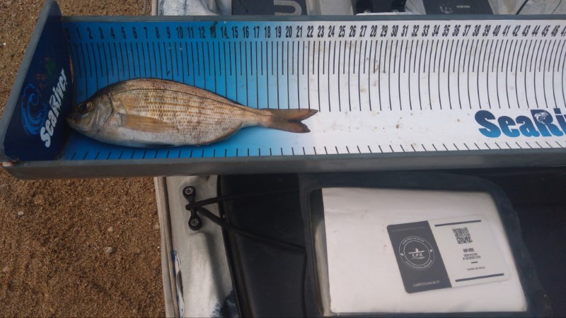 Fish Measure Picture