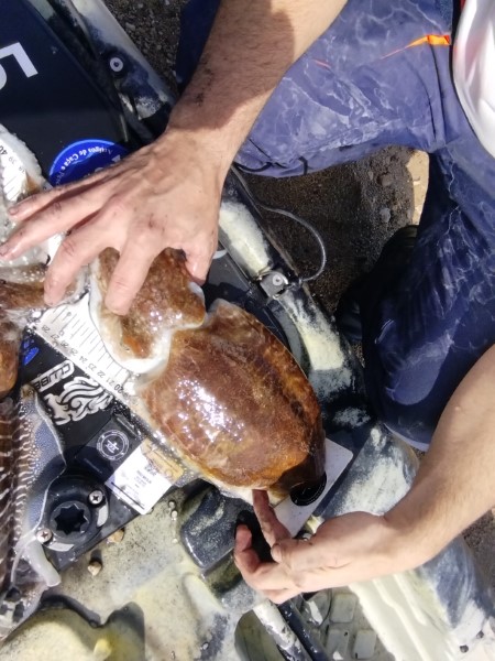 Fish Measure Picture