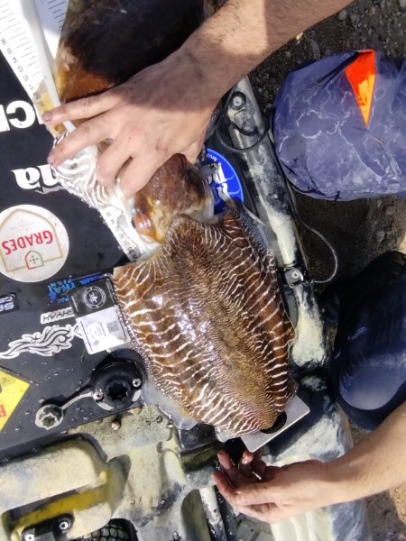 Fish Measure Picture