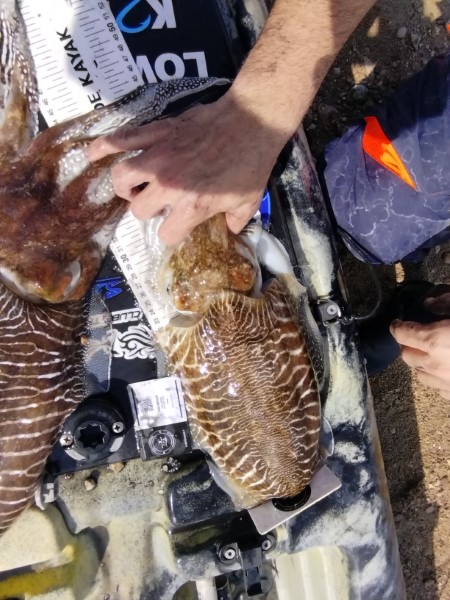 Fish Measure Picture