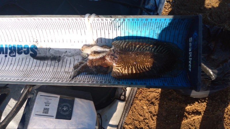 Fish Measure Picture