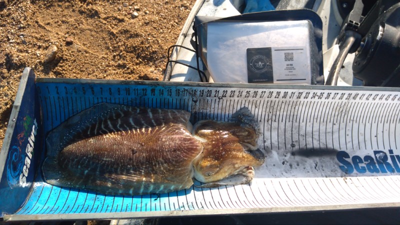 Fish Measure Picture