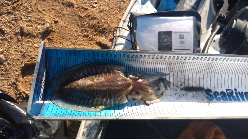 Fish Measure Picture