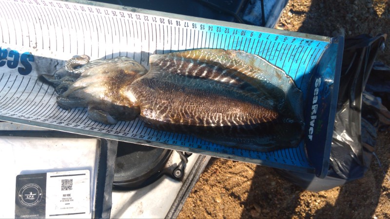 Fish Measure Picture