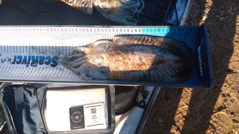 Fish Measure Picture