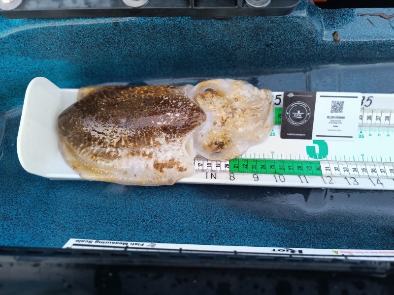 Fish Measure Picture