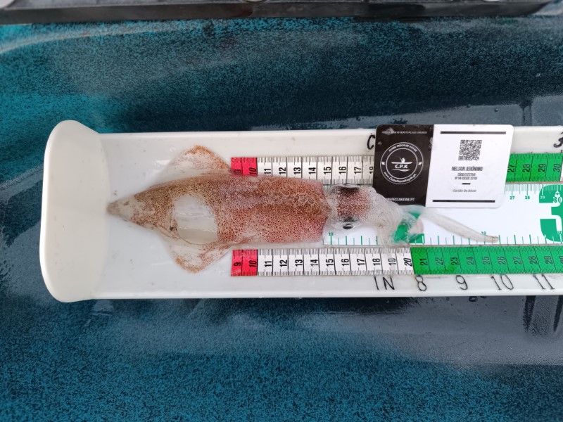 Fish Measure Picture