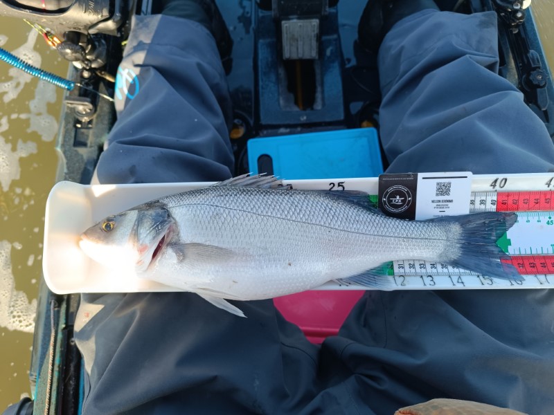 Fish Measure Picture