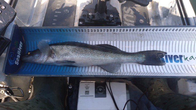 Fish Measure Picture