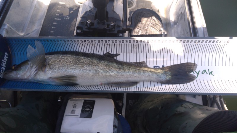 Fish Measure Picture